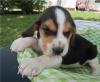 Puppies for sale Spain, Madrid Beagle