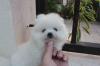 Puppies for sale Romania, Bucharest Pomeranian Spitz