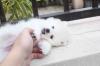 Puppies for sale Netherlands, Amsterdam Pomeranian Spitz