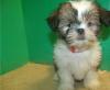 Puppies for sale Spain, Barcelona Shih Tzu