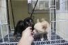 Puppies for sale Netherlands, Rotterdam Chihuahua