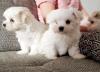 Puppies for sale Netherlands, The Hague Maltese