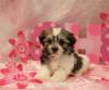 Puppies for sale Latvia, Riga Shih Tzu