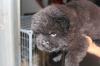 Puppies for sale Netherlands, Amsterdam Chow Chow