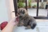 Puppies for sale Netherlands, Rotterdam Pomeranian Spitz