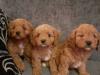 Puppies for sale Netherlands, The Hague Mixed breed, Cavapoo