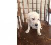 Puppies for sale Spain, Barcelona Labrador Retriever
