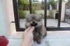 Puppies for sale Netherlands, The Hague Pomeranian Spitz