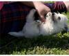Puppies for sale Spain, Barcelona West Highland White Terrier
