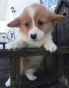 Puppies for sale Spain, Granada , Pembroke Welsh Corgi