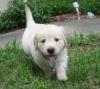 Puppies for sale Netherlands, Rotterdam Golden Retriever
