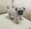 Puppies for sale Netherlands, Amsterdam Pug