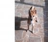 Puppies for sale Spain, Madrid , Shiba Inu