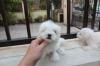 Puppies for sale Denmark, Aarhus Maltese