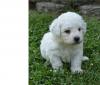 Puppies for sale Spain, Barcelona , Bichon Frise