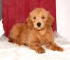 Puppies for sale Netherlands, Rotterdam Mixed breed, Goldendoodle