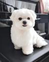 Puppies for sale Canada, Quebec Maltese