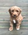 Puppies for sale Canada, Quebec Other breed, COCKAPOO