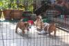 Puppies for sale Belgium, Brussels English Bulldog