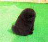 Puppies for sale Germany, Brandenburg Pomeranian Spitz