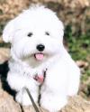 Puppies for sale Canada, Ontario, London Maltese