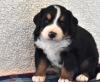 Puppies for sale Spain, Barcelona Bernese Mountain Dog