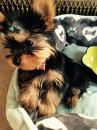 Puppies for sale Germany, Duisburg Yorkshire Terrier
