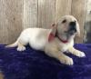 Puppies for sale Spain, Madrid Labrador Retriever