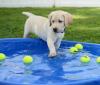 Puppies for sale Sweden, Stockholm Labrador Retriever