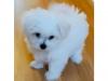 Puppies for sale Lithuania, Kaunas Maltese