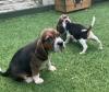 Puppies for sale Spain, Madrid Beagle