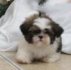 Puppies for sale Spain, Barcelona Shih Tzu