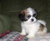 Puppies for sale Sweden, Goteborg Lhasa Apso
