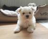 Puppies for sale Spain, Seville Maltese