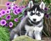Puppies for sale Spain, Guadalajara , Siberian Husky