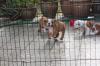 Puppies for sale Bulgaria, Rousse English Bulldog