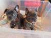 Puppies for sale Portugal, Lisbon French Bulldog