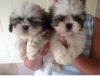 Puppies for sale Netherlands, Utrecht Shih Tzu