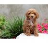 Puppies for sale Spain, Granada , Cockapoo