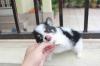 Puppies for sale Netherlands, Groningen Chihuahua
