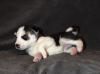 Puppies for sale Spain, Albacete Other breed, SIBERIAN HUSKY