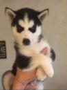 Puppies for sale Spain, Alicante Other breed, SIBERIAN HUSKY