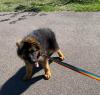 Puppies for sale Canada, Alberta German Shepherd Dog