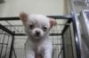 Puppies for sale Romania, Bucharest Chihuahua