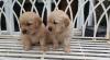 Puppies for sale Portugal, SetГєbal Golden Retriever