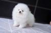 Puppies for sale France, Kann Pomeranian Spitz
