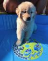 Puppies for sale France, Amiens Golden Retriever