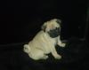 Puppies for sale Netherlands, Amsterdam Pug
