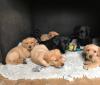 Puppies for sale Spain, Barcelona Golden Retriever