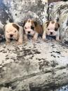 Puppies for sale Germany, Braunschweig English Bulldog